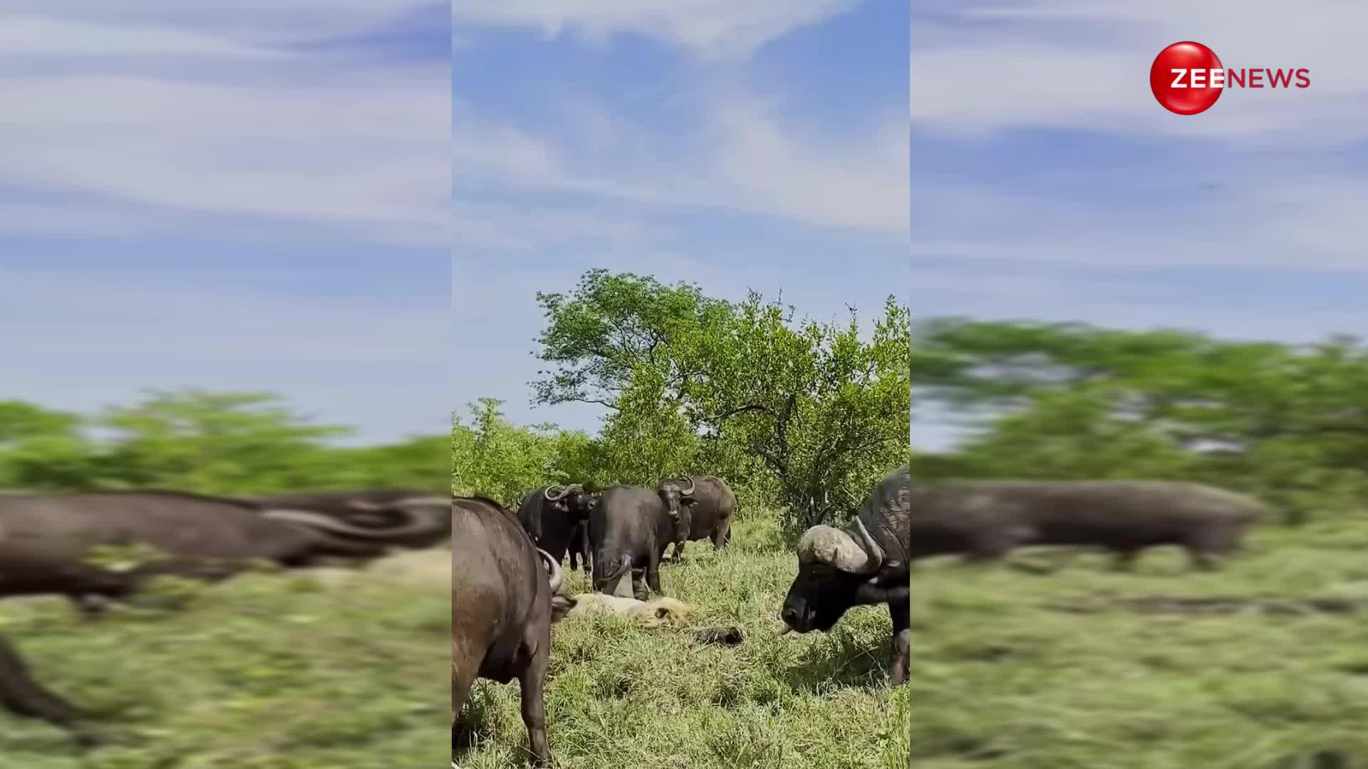 भैंसों के झुंड के बीच फंस गया शेर, मार-मार के जंगल के राजा को कर दिया अधमरा, Video