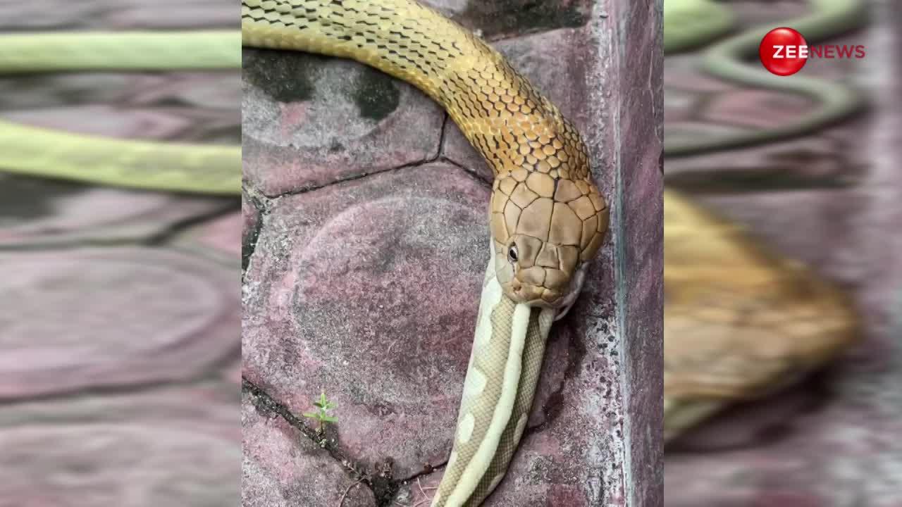 Python को इतने खतरनाक अंदाज में निगल गया Cobra, जैसे कोई मक्खी सटक रहा हो; देखने वाले मीड़ते ही रह गए आंखें