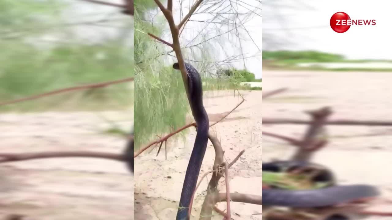 इश्क में खोए नाग नागिन..ऐसा प्यार और टकरार पहले नहीं देखा होगा, यूट्यूब पर वायरल हुआ बहुत दुर्लभ दृश्य