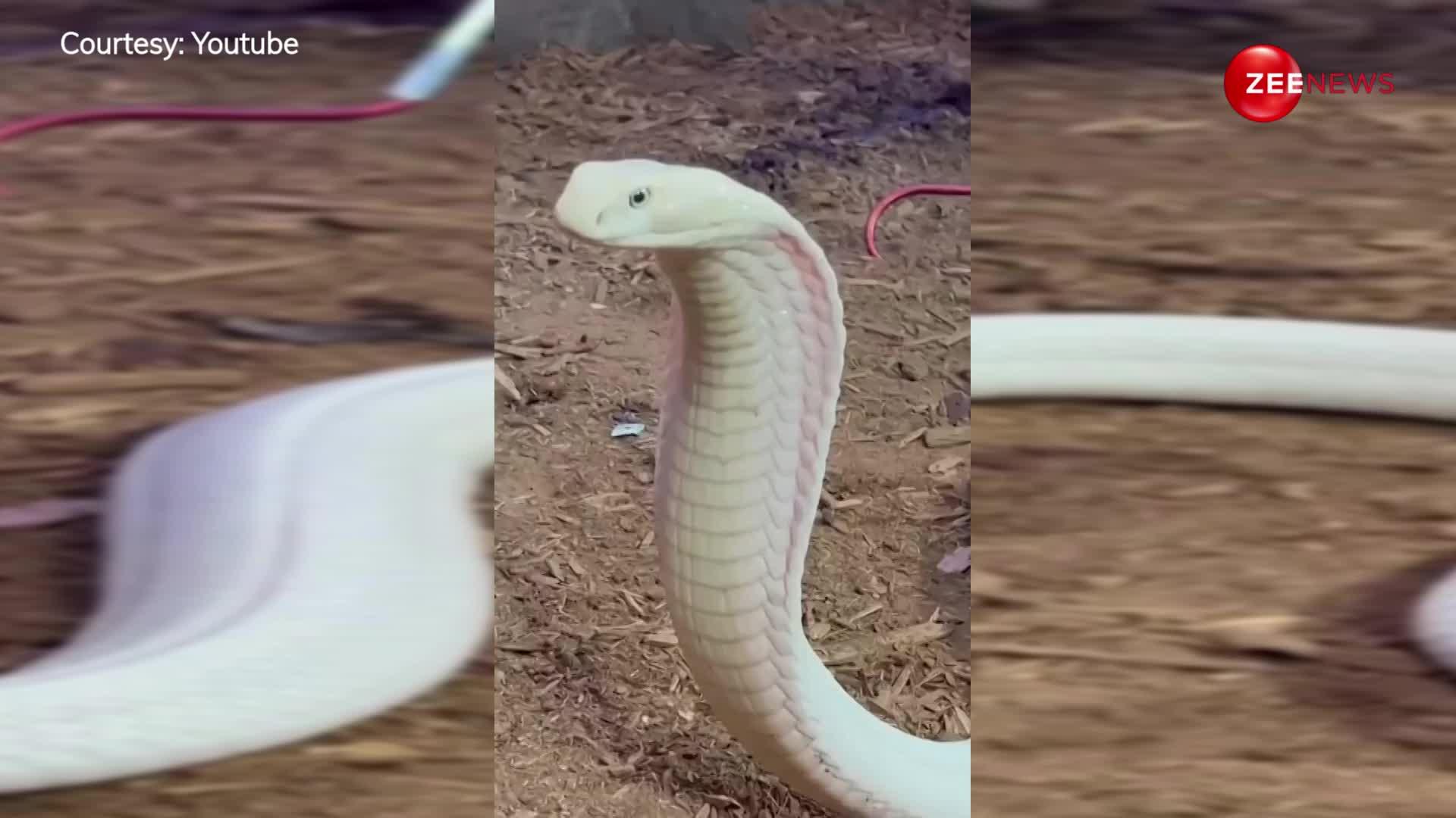 पहली बार देखा दूध जैसा सफेद King Cobra, खूबसूरती देख हो जाएगा पहला प्यार