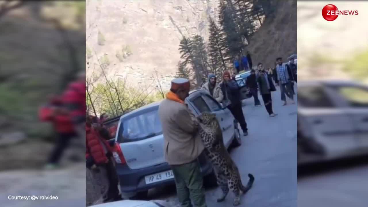 Leopard: बीच रोड युवक से आकर चिपक गया तेंदुआ, फिर करने लगा बच्चे की तरह ये जिद, बोले लोग- बस इतना कॉन्फिडेंस चाहिए...