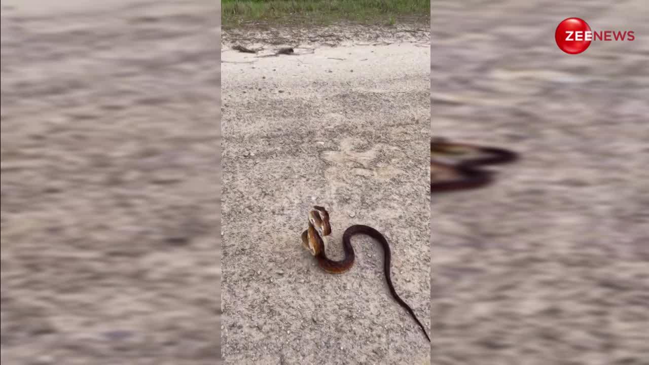 Ghoda Pachad Snake: घोड़ा पछाड़ सांप से मजे ले रहा था शख्स, फिर हुआ कुछ ऐसा नींद उड़ा देगा ये वीडियो