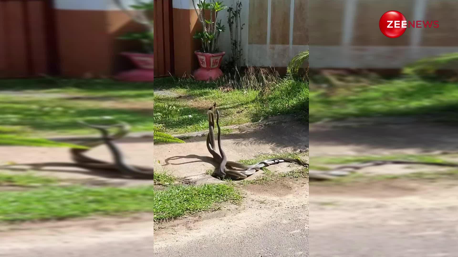 King Cobra: पहले सड़क पर चिपके रहे फिर झाड़ियों में शुरू हुई रासलीला, एक-दूसरे के प्यार में खोया दिखा नाग-नागिन का जोड़ा