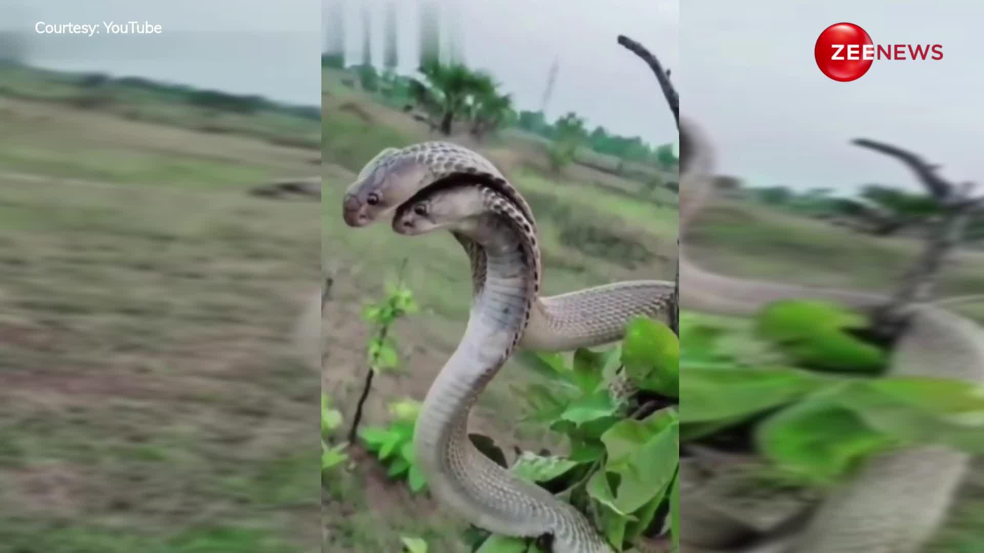 सांपों का ऐसा वीडियो नहीं देखा होगा, भारत में पहली बार दिखा नाग-नागिन का इतना खूबसूरत जोड़ा