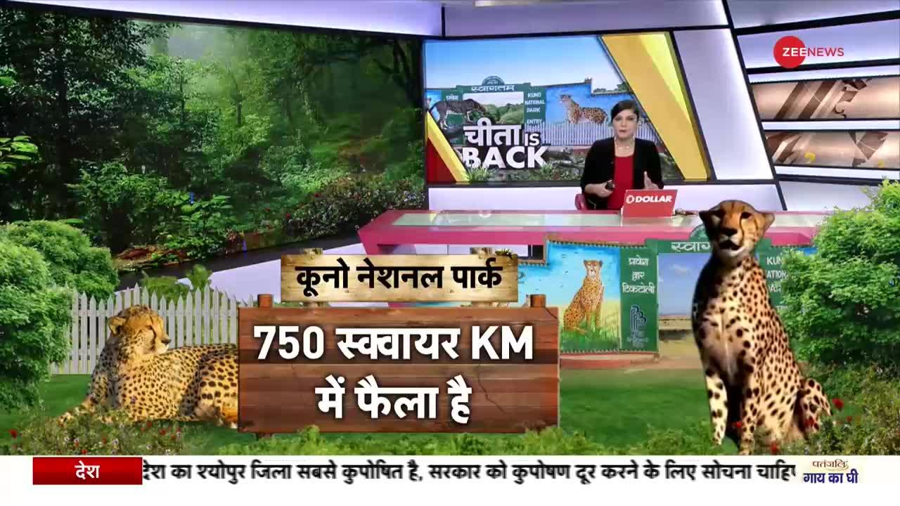 PM का बर्थडे गिफ्ट... 8 चीते हुए शिफ्ट