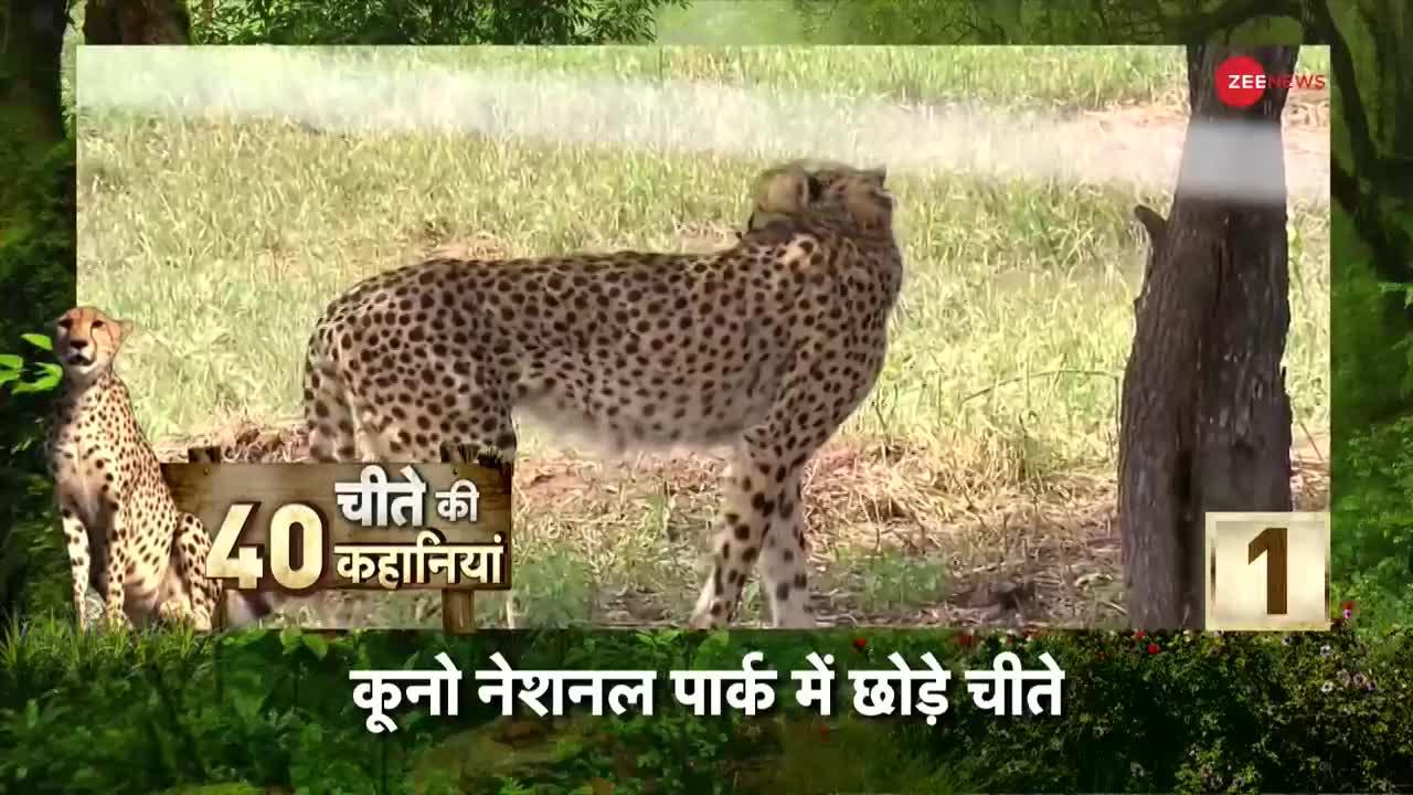 Cheetah Is Back In India : चीतों की 1 महीने तक पार्क में होगी मॉनिटरिंग