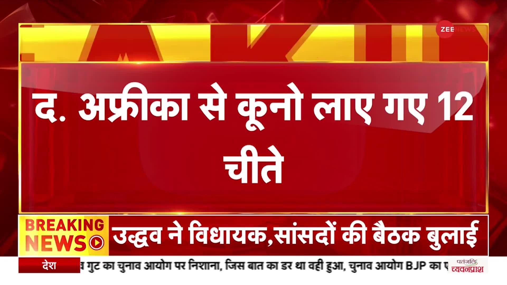 Kuno National Park में छोड़े गए दक्षिण अफ्रीका से आए 12 चीते, कूनो में अब 20 चीते