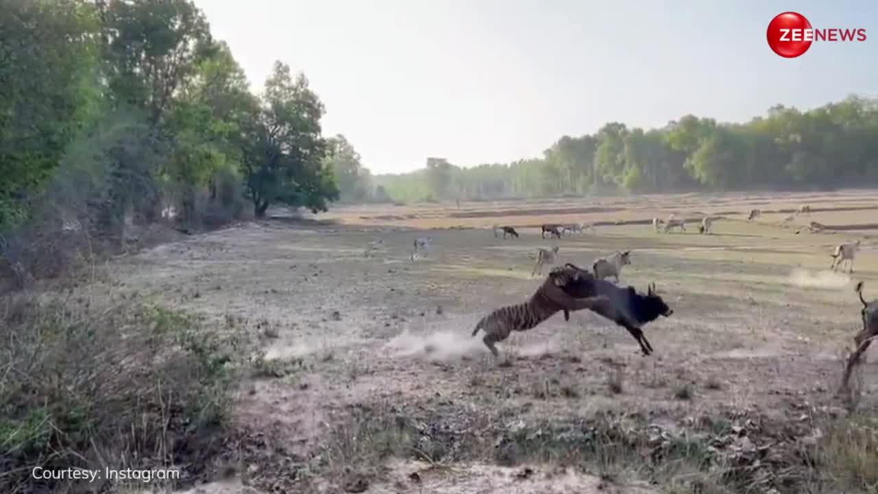 घास खा रही गाय पर टाइगर ने मारा झपटा, लंबी छलांग लगाकर यूं दबोचा पलक झपकते ही हो गई शिकार...