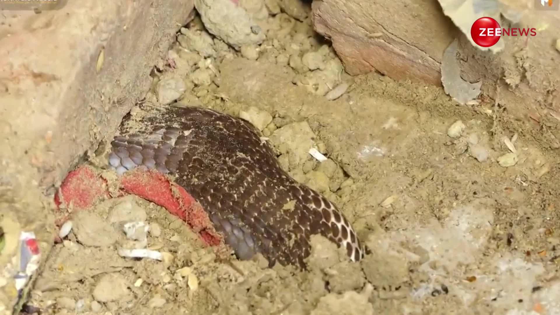 इसे कहते है असली नाग, घर में टाइल के नीचे छिपा हुआ था सबसे जहरीला King Cobra