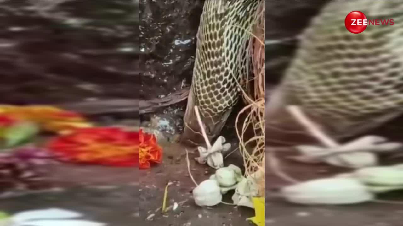 Snake Video: शिवलिंग पर जल चढ़ाने आए शख्स ने देखा अद्भुत नजारा, नीचे गिरे पानी को एक सांस में पी गया नाग