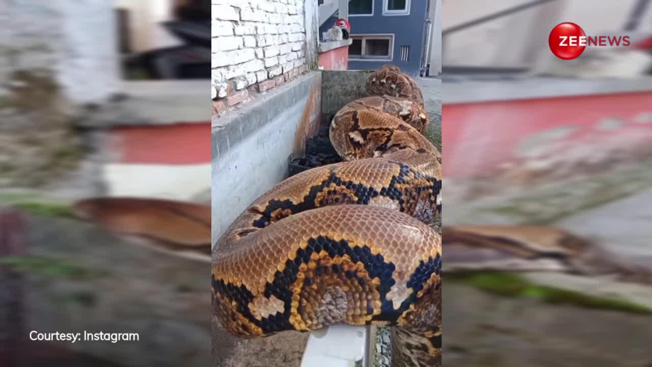 घर में घुसा 10 फुट लंबा Anaconda, नहीं देखा होगा ऐसा भयानक नजारा, देखें Video