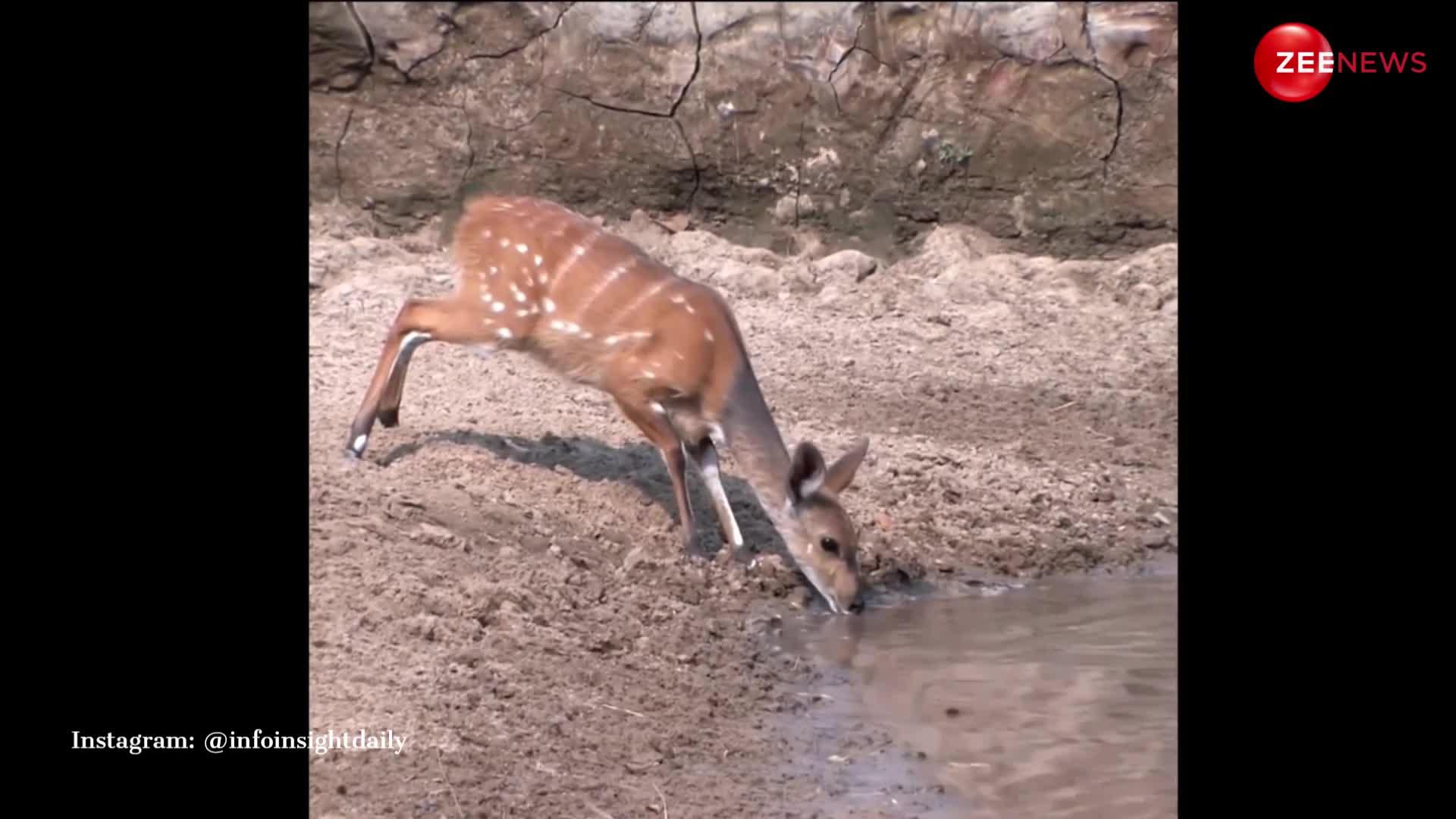 कांपता हुआ तालाब में पानी पीने पहुंचा हिरण, मौका पाते ही मगरमच्छ ने कर डाला अटैक; फिर जो हुआ देख रोंगटे खड़े हो जाएंगे