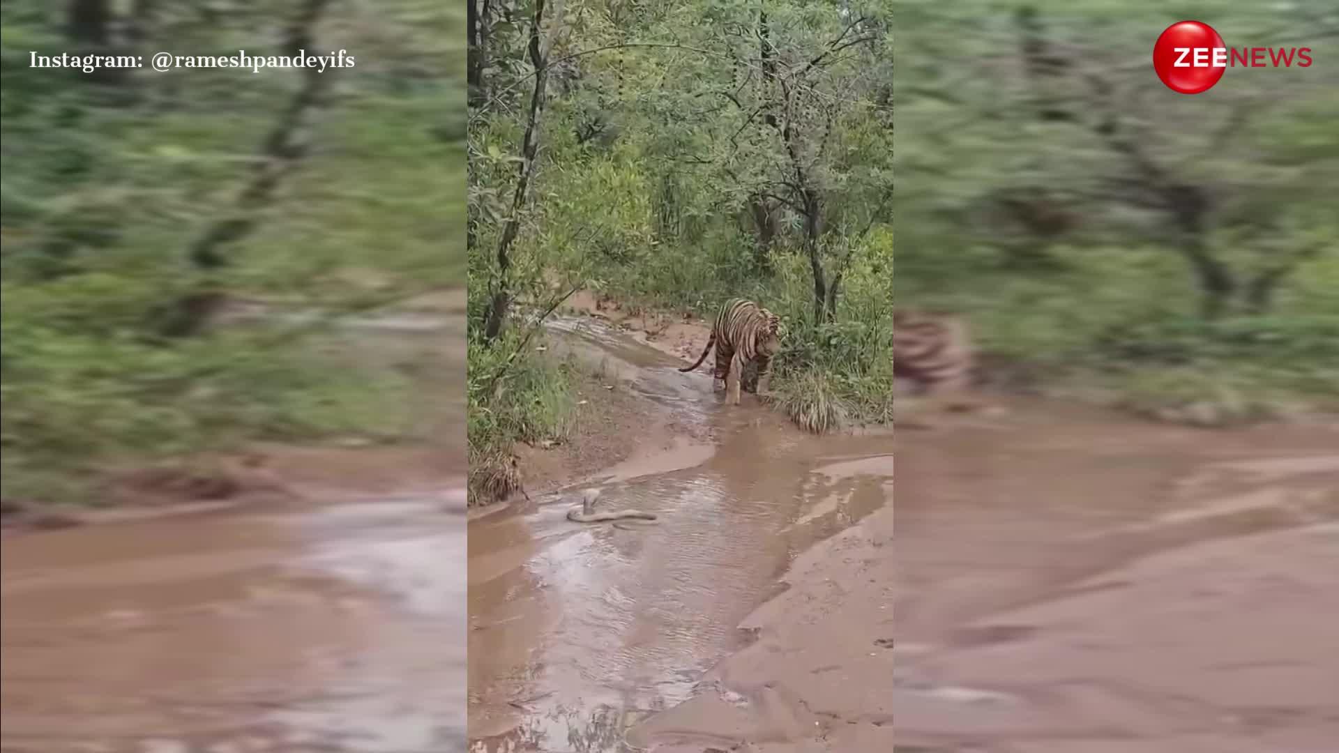 जंगल का रास्ता पार कर रहा था टाइगर, अचानक सामने आ गया किंग कोबरा; डर के मारे पीछे हटने पर हुआ मजबूर, देखें VIDEO