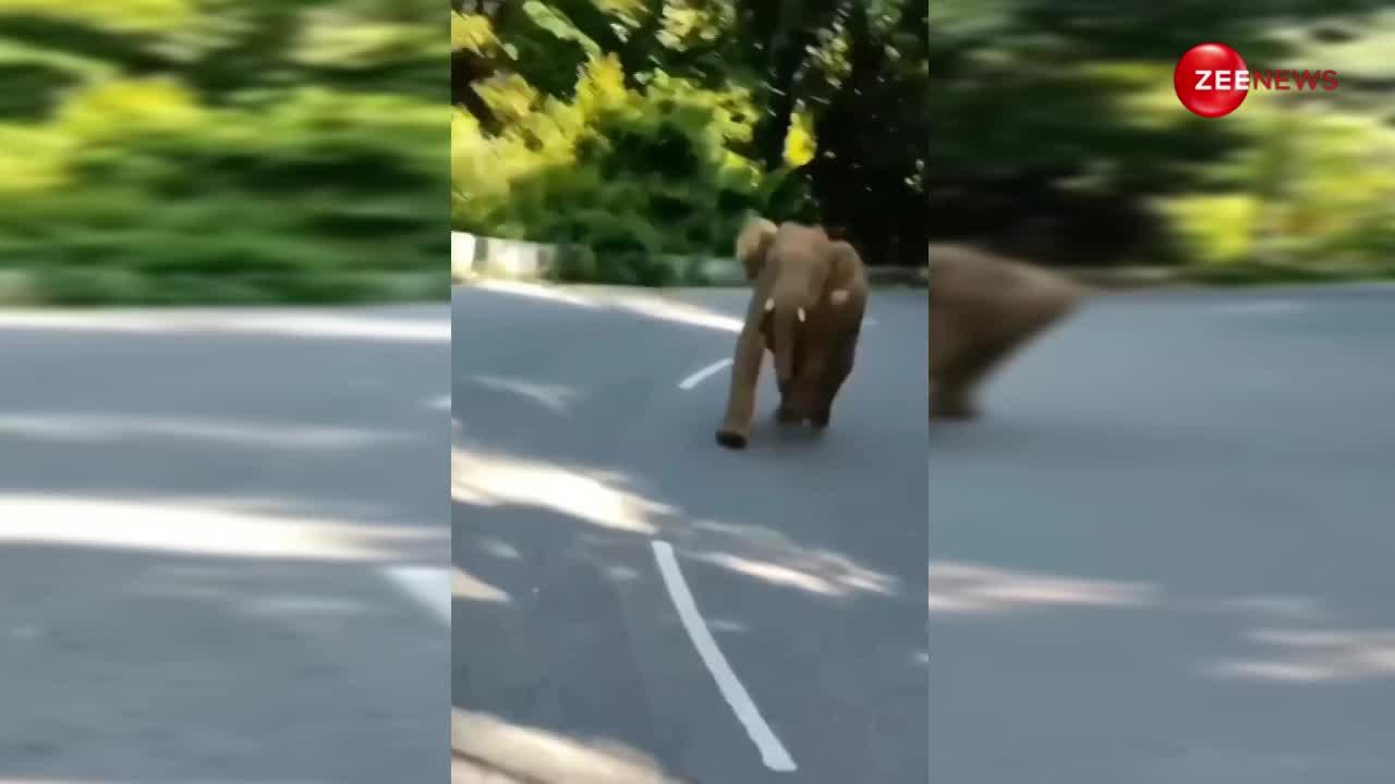 शर्म से लाल हाथी ने लोगों पर किया अटैक, वजह जानकर हंसते-हंसते गिर पड़ेंगे आप