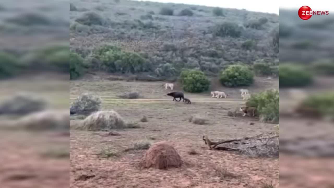 Lion vs Buffalo: भैंस के बच्चे के पीछे पड़ा था शेरों का झुंड, मां को आया गुस्सा! दौड़ा-दौड़ाकर जंगल के राजा को सिखाया सबक