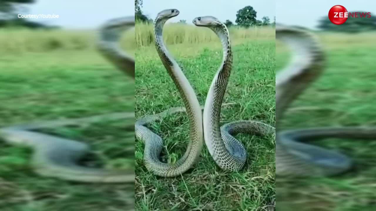 अरे बाप रे! बिना डरे मजे से king cobra के साथ खेल रही महिला, video देख अटक गईं यूजर्स की सांसे..