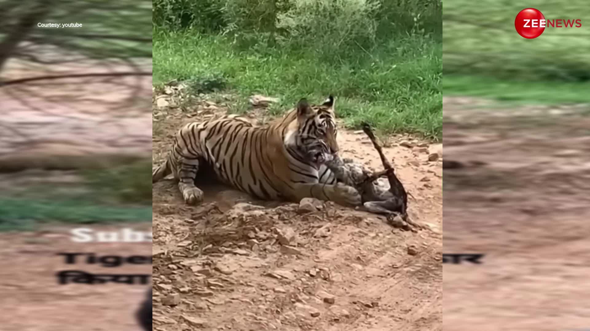 कुत्ते का शिकार करने के लिए शेर ने चली खतरनाक चाल, पेड़ के नीचे लेटकर मजे से किया ये काम