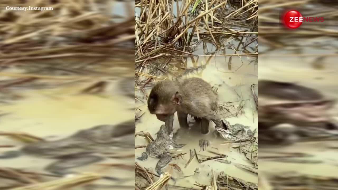 बंदरिया कर रही थी कीचड़ में मस्ती तभी मेढ़कों ने मुंह दबोच लिए दोनों हाथ, निकल गई चीखें