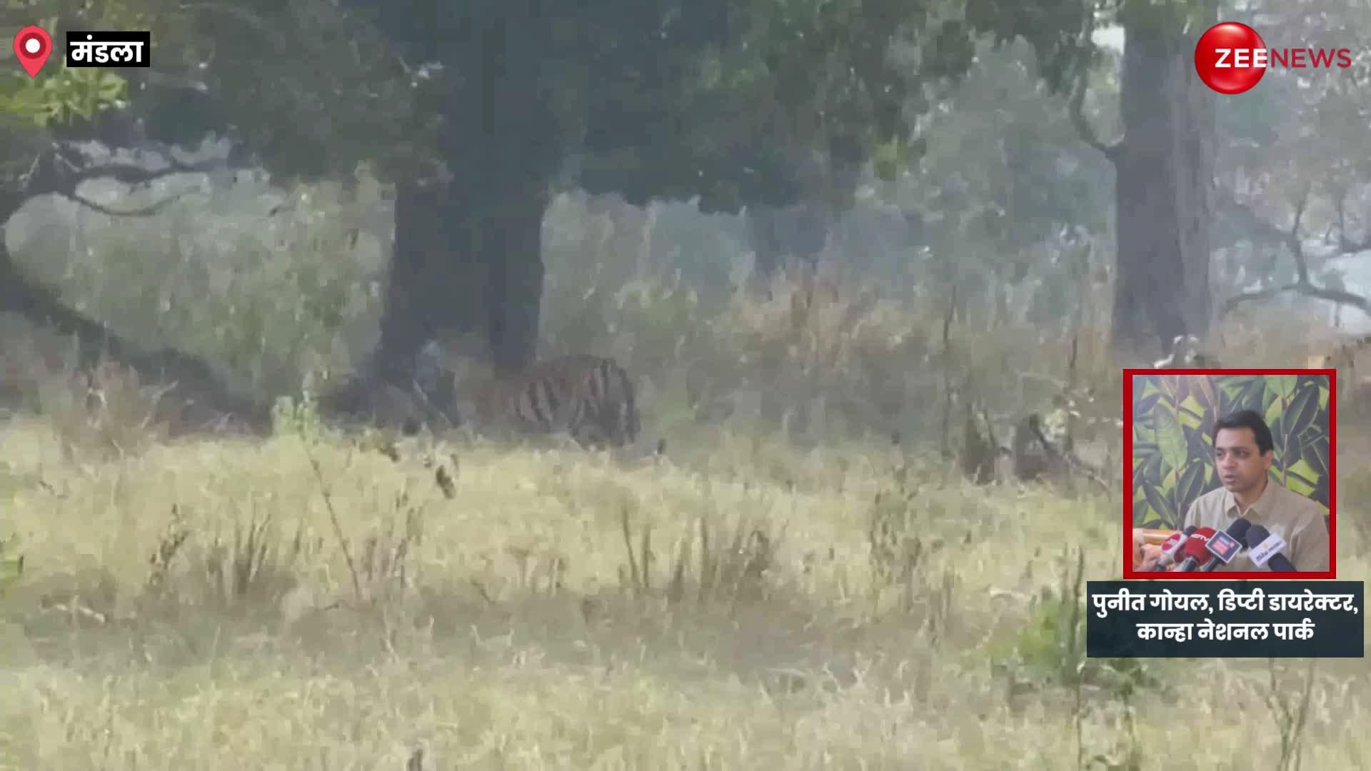 कान्हा नेशनल पार्क में अठखेलियां करते दिखे बाघ-बाघिन, कैमरे में कैद हुआ अद्भुत नजारा