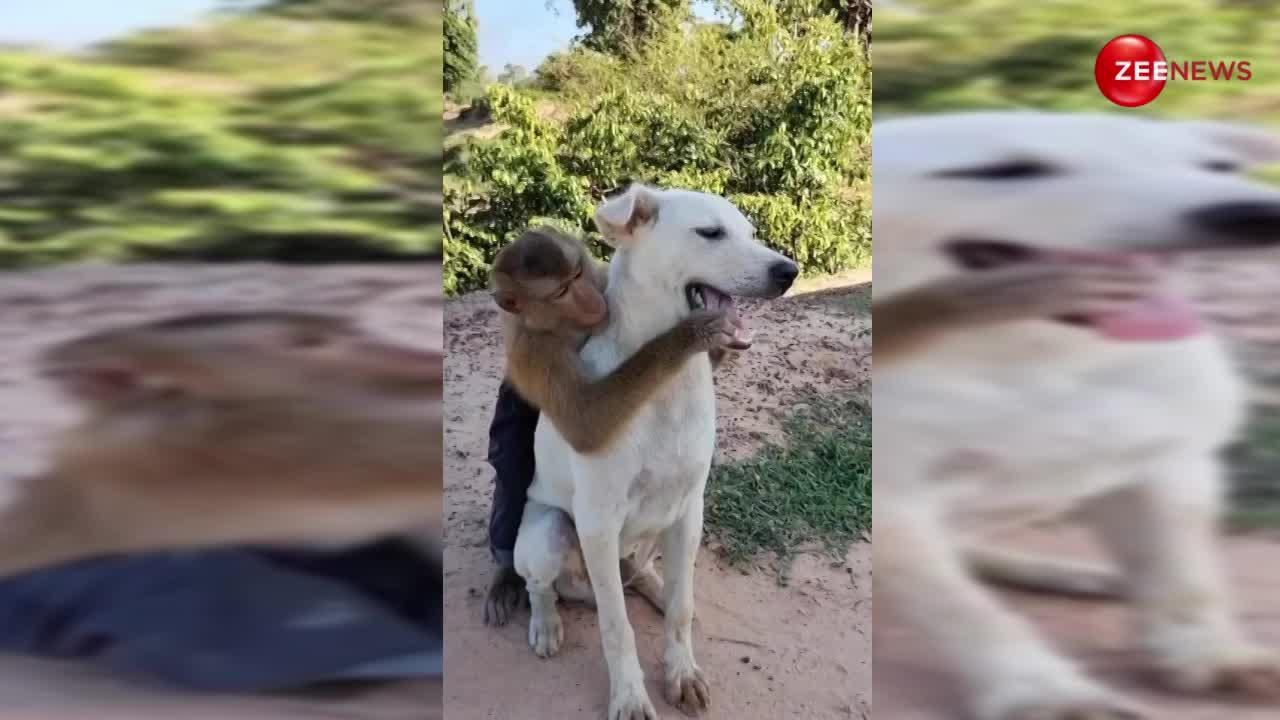 बंदर और उसका ये अनोखा दोस्त इंटरनेट पर जमकर हो रहा वायरल, हरकतें देख आप भी फेर नहीं पाएंगे नजरें