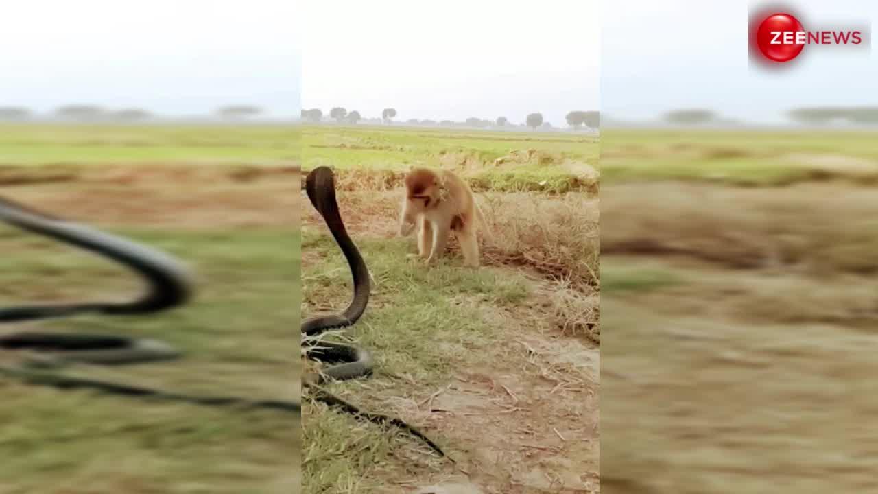 King Cobra: खेत में मजे से नजारें देख रहा था कोबरा, तभी बदमाश बंदर आकर करने लगा छेड़कानी, गुस्से में लाल हुआ सांप.....