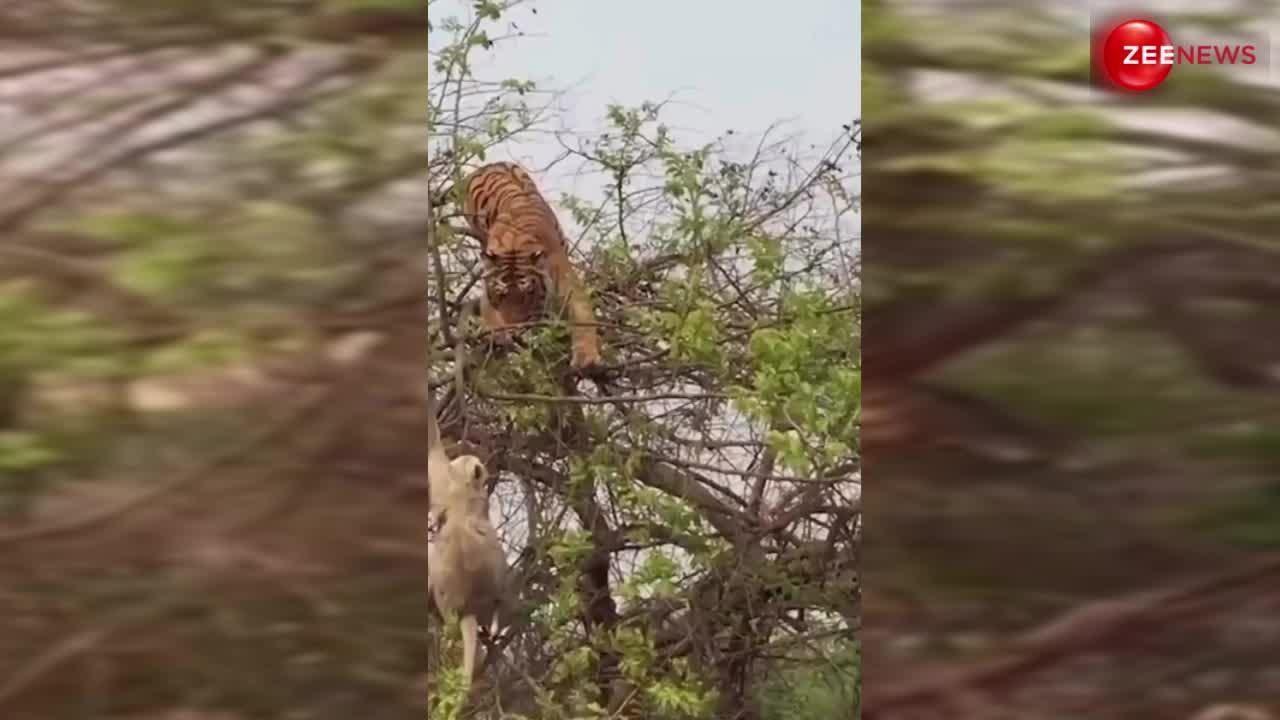 Tiger Monkey Video: बंदर के सामने टाइगर की निकली सारी हेकड़ी, किया ऐसा हाल दिन में दिख गए तारे!