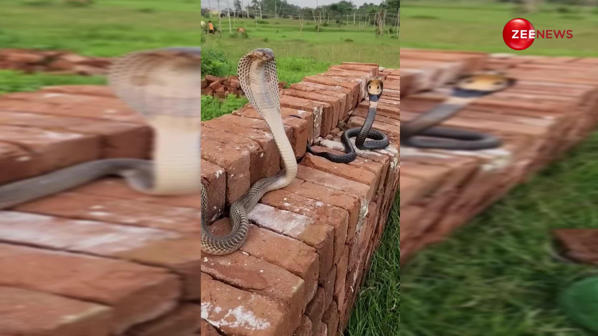 King Cobra: एक साथ बैठे दिखे चंद्र नाग और भारतीय नाग, वीडियो हुआ वायरल