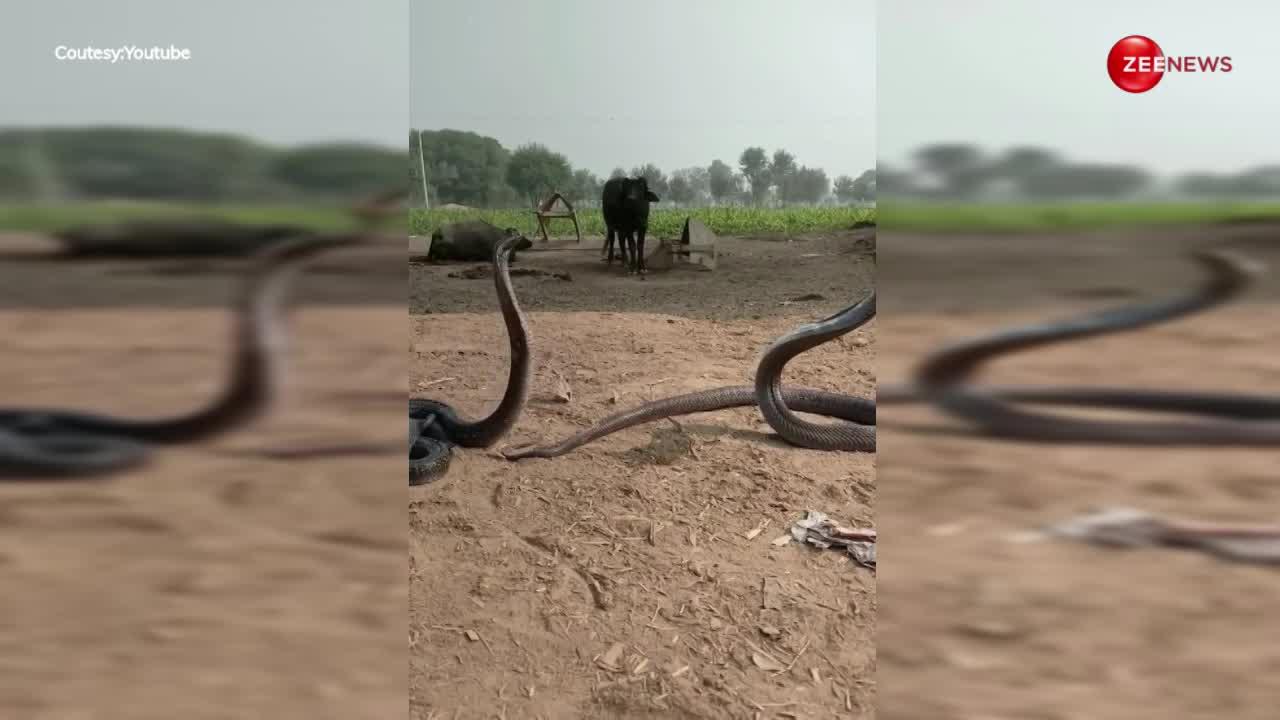 King Cobra की खतरनाक लड़ाई देख डर गई भैंस, दूर से ही करने लगी ये काम