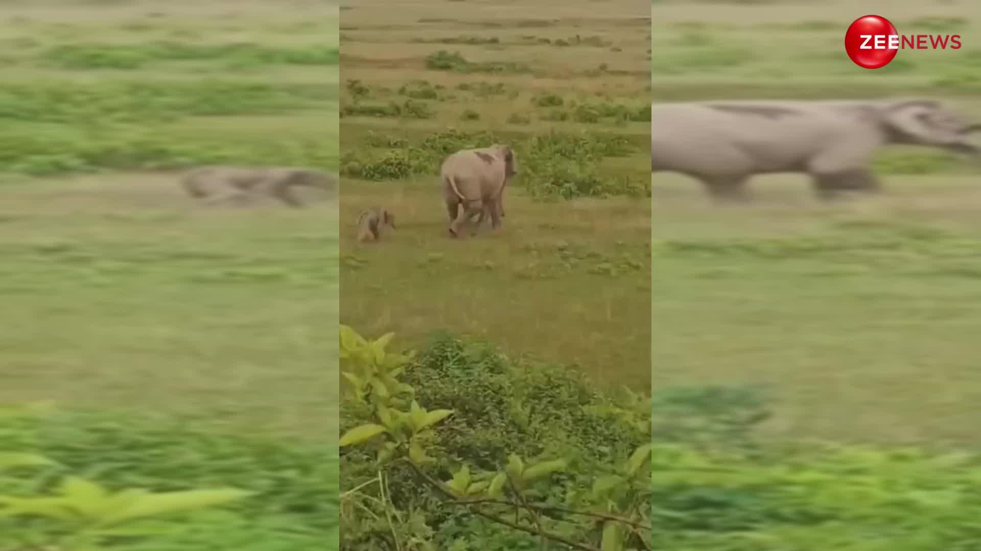 जन्म लेते ही उठकर मां के पीछे-पीछे चलने लगा हाथी का नन्हा बच्चा, प्यारा सा वीडियो देख दिन बन जाएगा