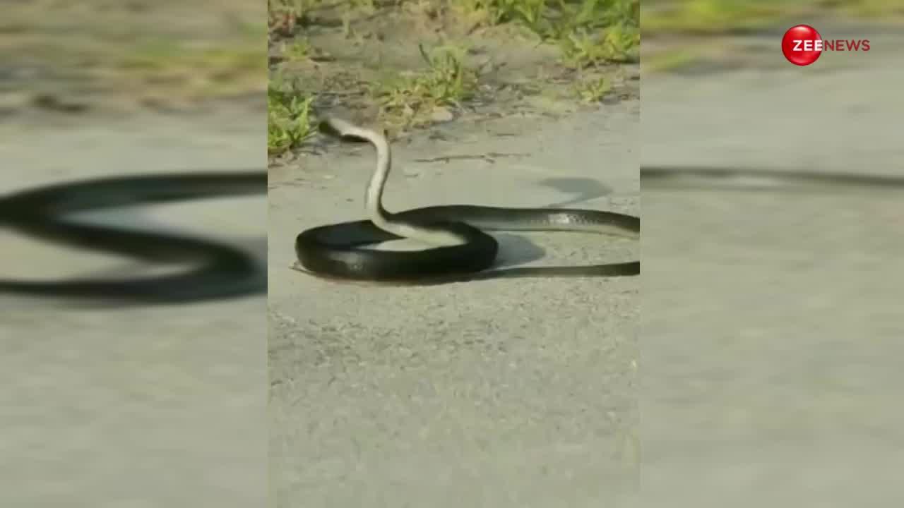 अकेला सड़क पर देर तक तड़पता रहा KING COBRA, हालत देख आ जाएगा रोना