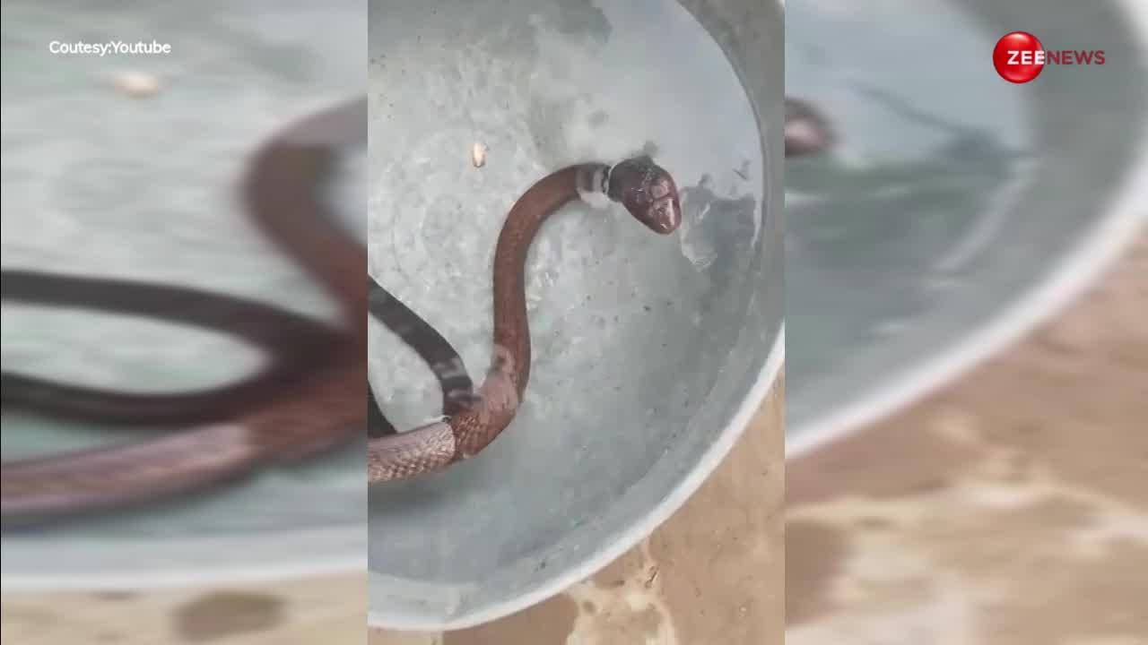 Cobra Video: गर्मी के मौसम में सांप ने लिए इस तरह से मजे, देखकर आपकी गर्मी भी हो जाएगी गायब