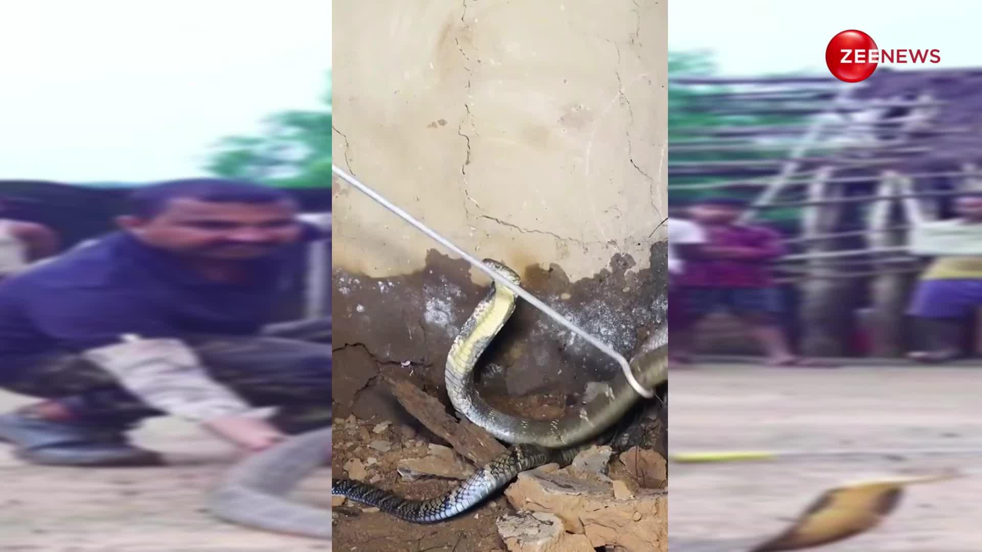 इसे कहते हैं असली इंडियन  King Cobra,  झोपडे के अंदर छिपा बैठा था दुनिया का सबसे लंबा सांप, देखें वीडियो