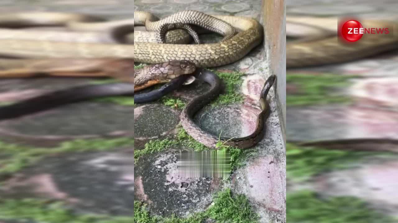 King Cobra: किंग कोबरा ने रैट स्नेक को दिया बैक मसाज, लोगों ने बोला दोस्ती हो तो ऐसी