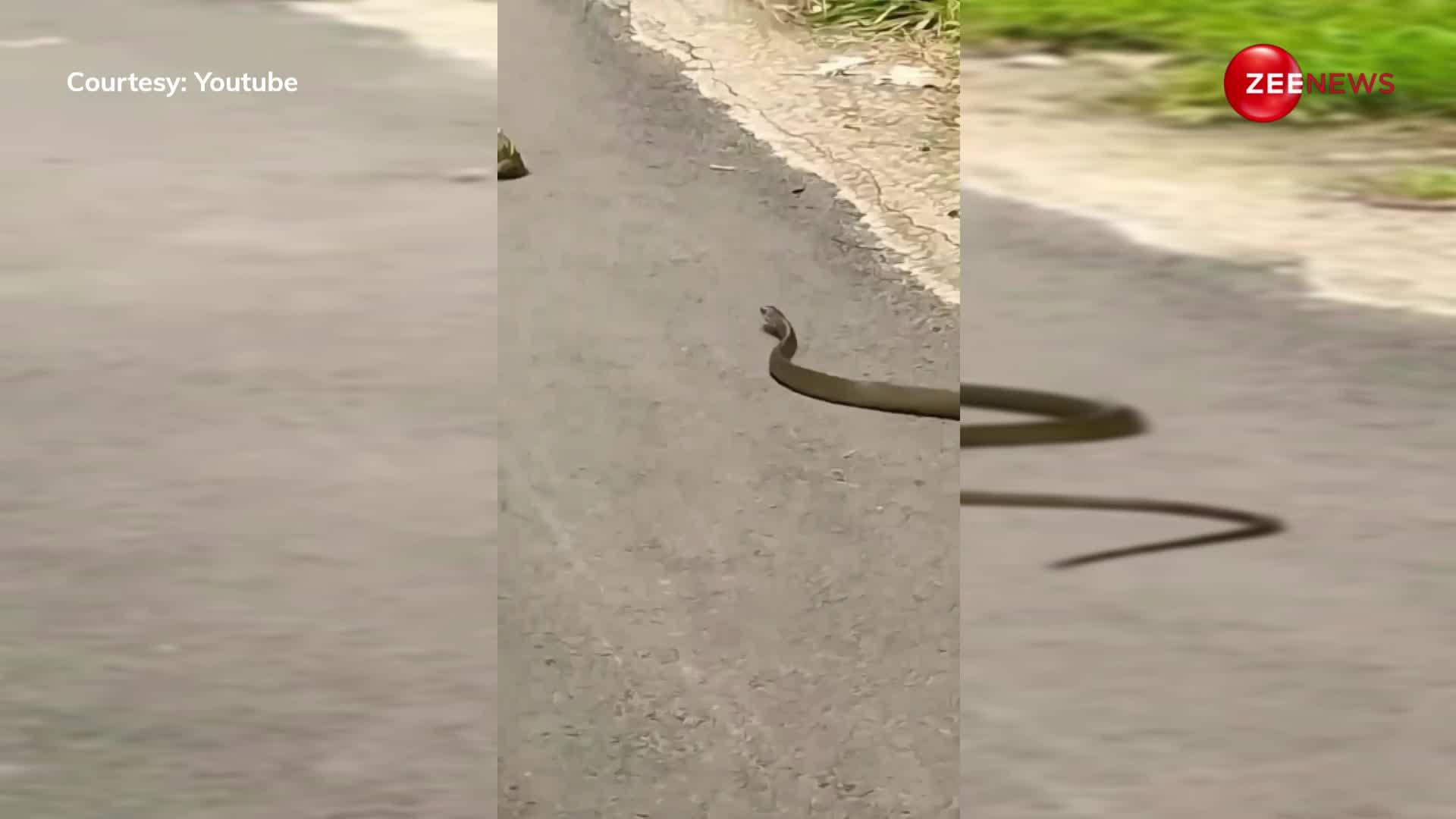 King Cobra: मेंढक ने सांप को दिया चकमा, पीछे-पीछे भागता रह गया सांप