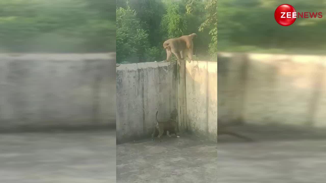 Giant Monkey vs Pitbull: बंदर और पिटबुल के बीच हुई खतरनाक लड़ाई, वीडियो देख हो जाएंगे हैरान