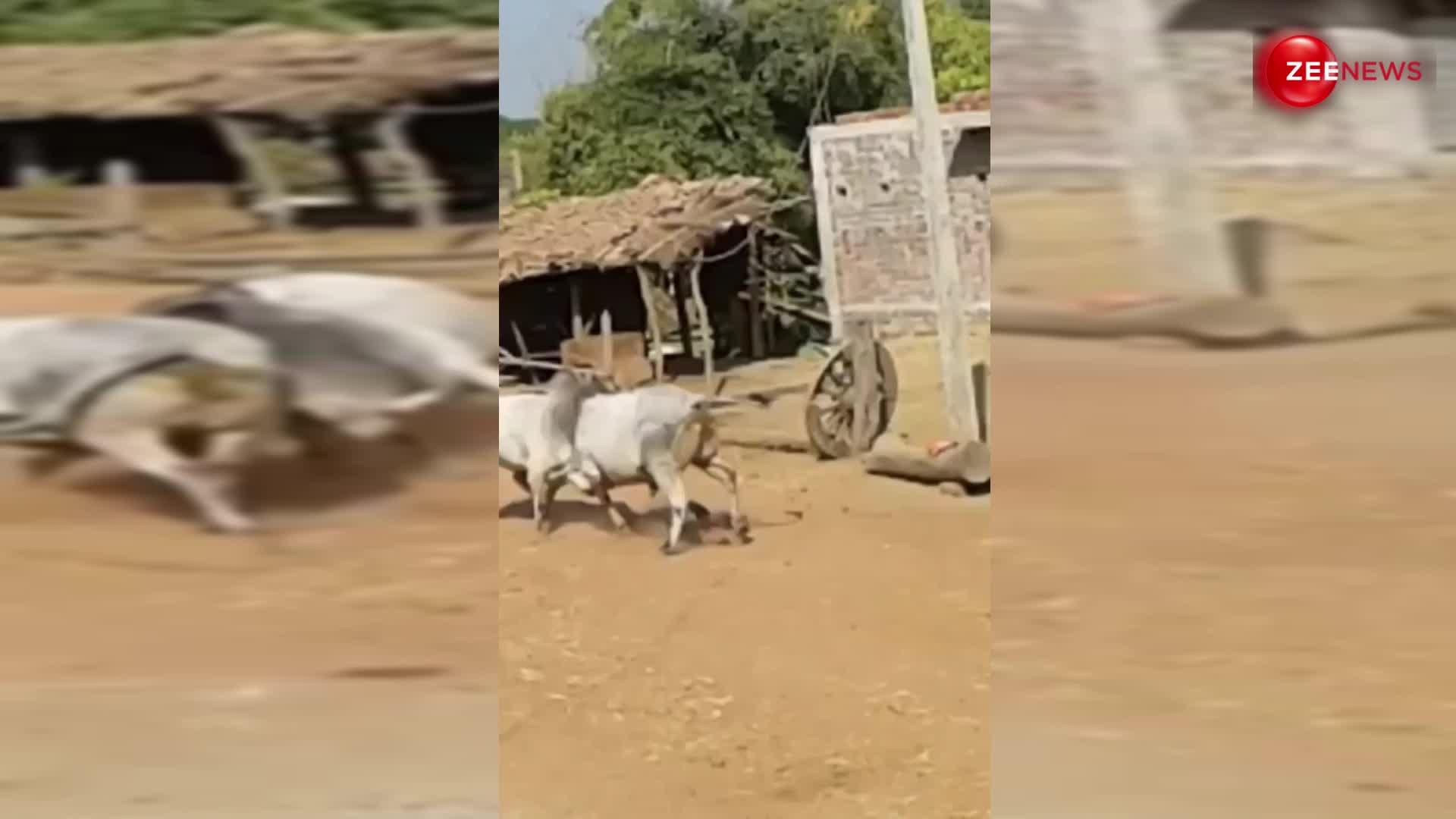 दो बैलों की लड़ाई से मच गया हंगामा, वीडियो हुआ जमकर वायरल