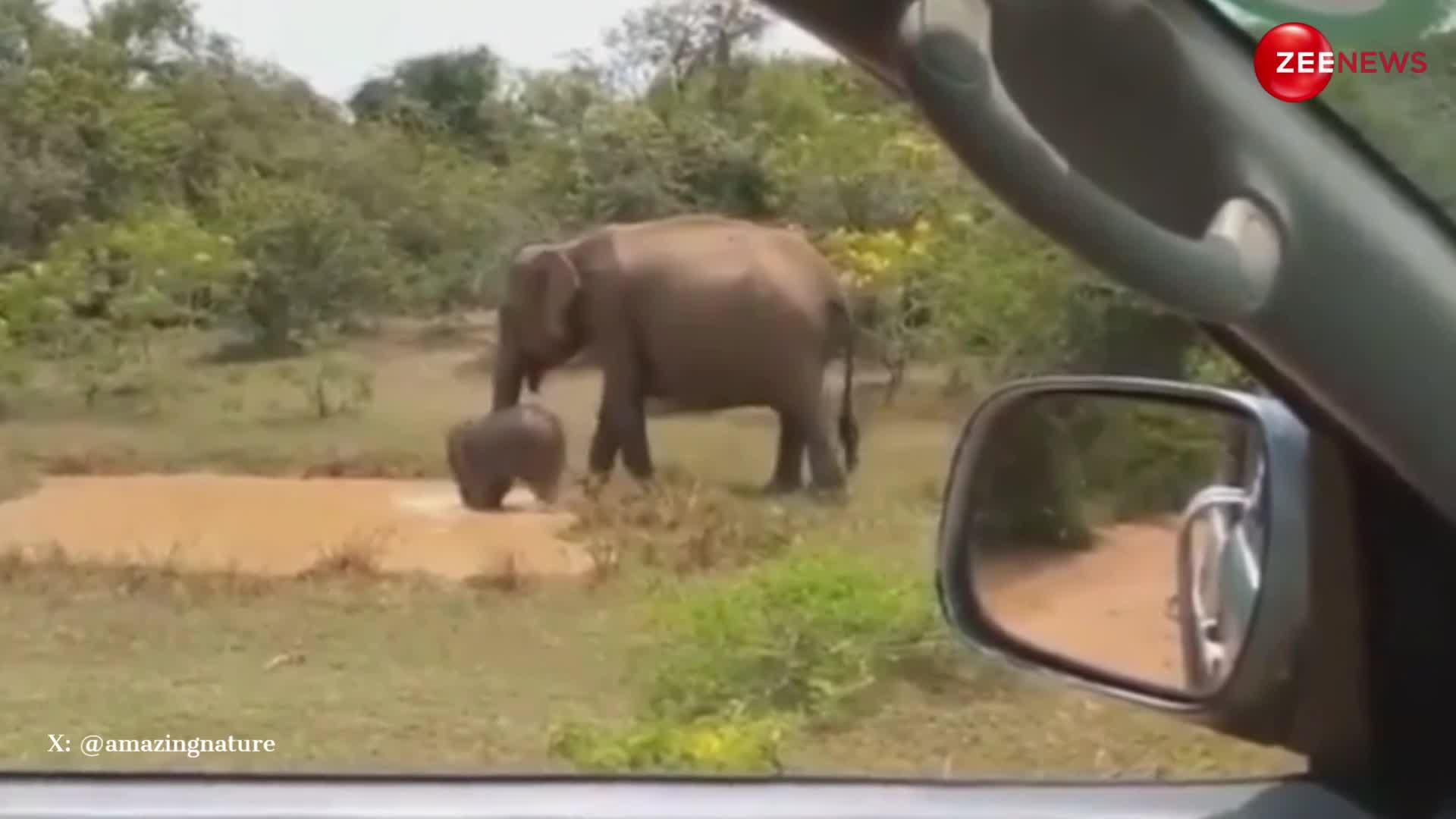 बेबी हाथी को नहलाने के लिए तालाब से मगरमच्छ को लाल मारकर भगाते दिखी हथिनी, लोग बोले- गजब दादागिरी है