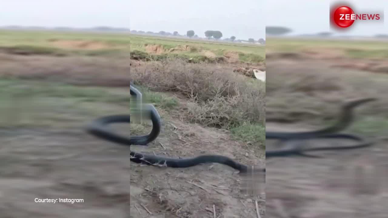 बंदर ने पकड़ ली King Cobra की पूंछ, फिर गुस्साए सांप ने जो किया देख बैठ जाएगा दिल