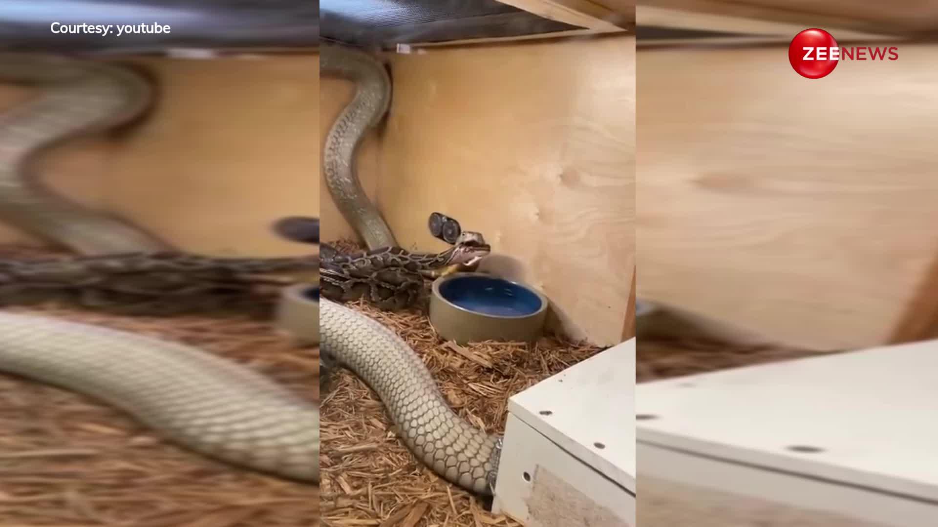 King Cobra और Python के बीच हुई भयंकर लड़ाई, खुद ही देखिए कौन जीता