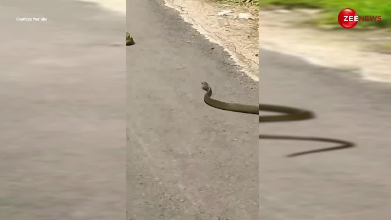 शर्त लगा लो! नहीं देखी होगी जहरीले COBRA की इतनी बुरी हालत, एक मेंढक ने सेकंड्स में दे दी पटखनी