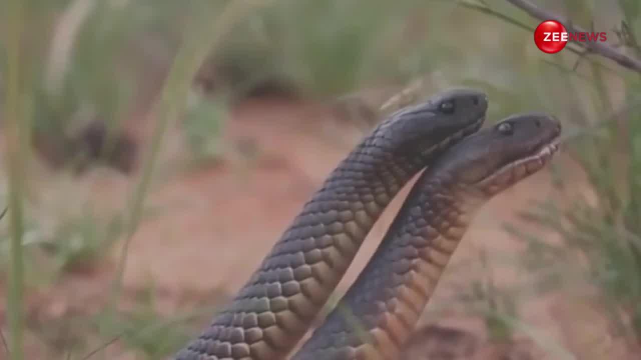 खेत में COBRA को अचानक चढ़ा रोमांस का बुखार, घंटों करता रहा प्यार; VIDEO देख आपको भी झुका लेंगे नजरें