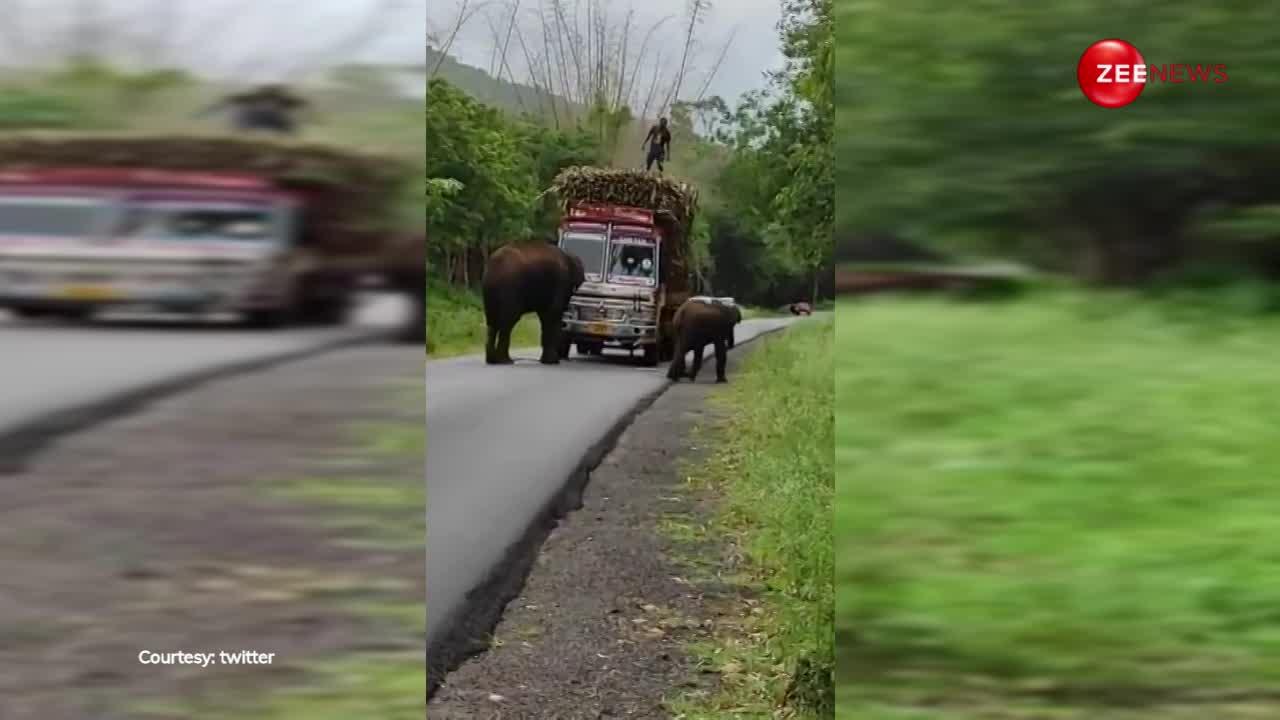 यहां सड़क पर लोडेड गाड़ियों से 'टैक्स' वसूलते हैं हाथी! ड्राइवरों को देनी होती है ये चीज