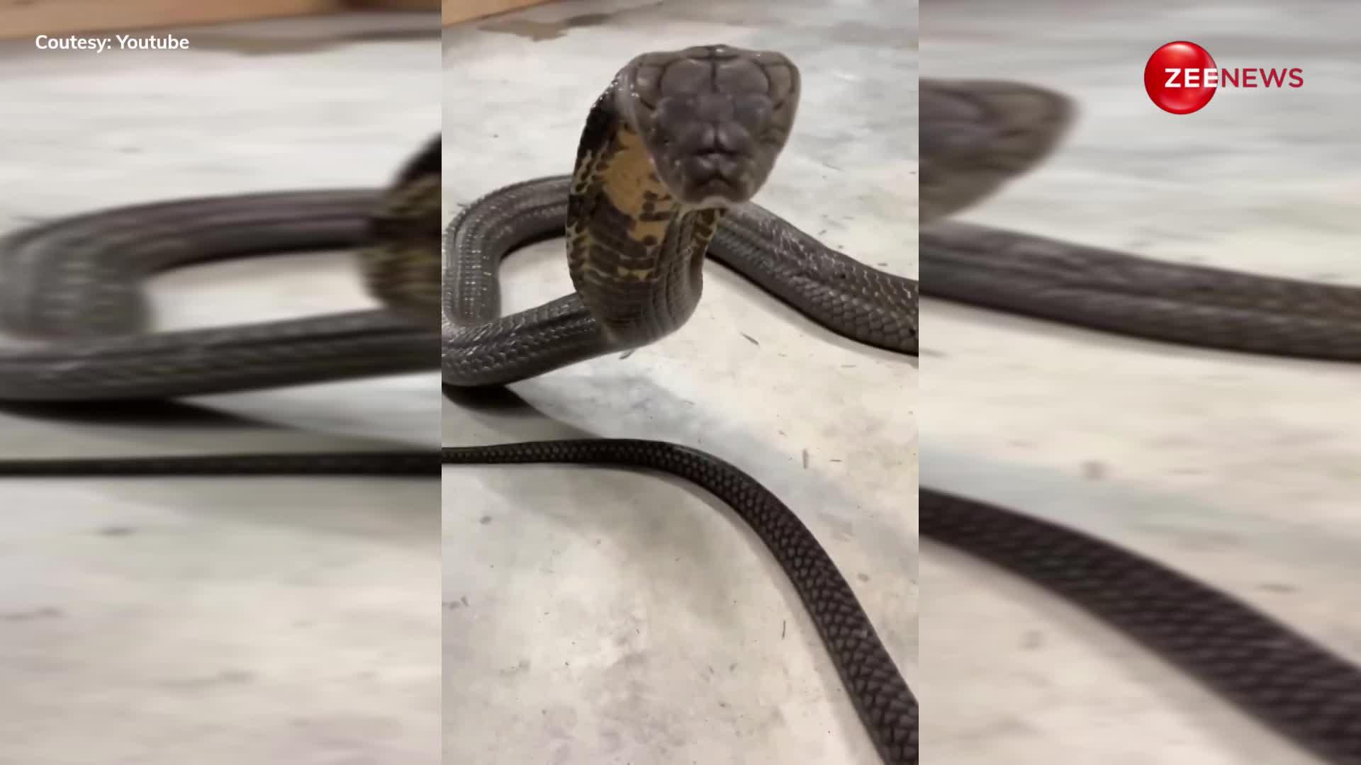 King Cobra: घर में खुलेआम घूम रहा था सांप, गुस्से में मारी फुफकार