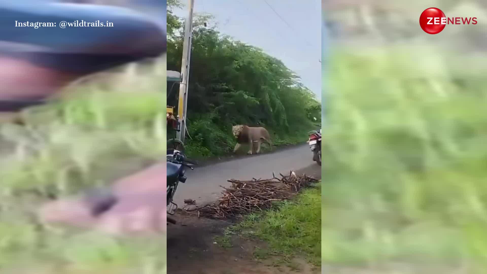 जंगल से निकलकर बीच रोड पर 'बाहुबली' की तरह चलता नजर आया बब्बर शेर, वीडियो बनाते हुए कैमरामैन की ही छूटी कंपकंपी