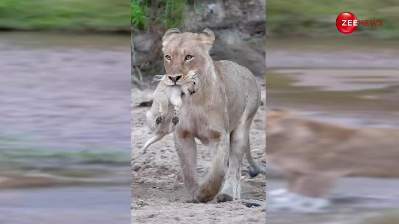 मां तो आखिर मां ही होती है! नए जन्मे बच्चे को मुंह में दबाकर शेरनी ने पार की नदी, वायरल हुआ जंगल का प्यारा सा दृश्य