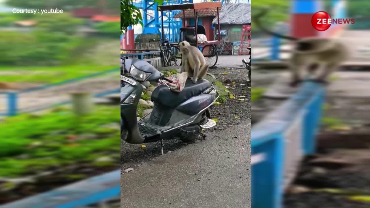 Viral Video: बहुत देखी होगी सांप-नेवले की लड़ाई! अब देखिए बंदर और लंगूर की जबरदस्त उठापटक