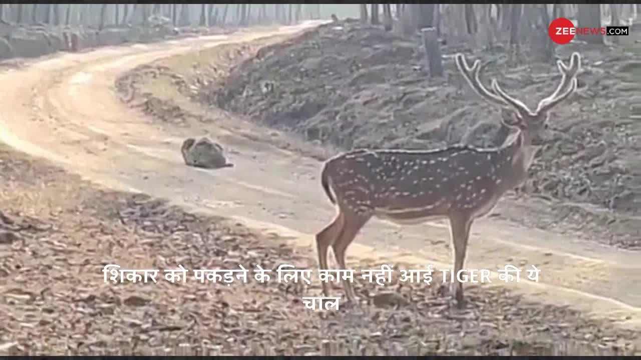 Viral Video: हिरण की फुर्ती के आगे फेल हुई Tiger की 'चाल', देखिए कैसे