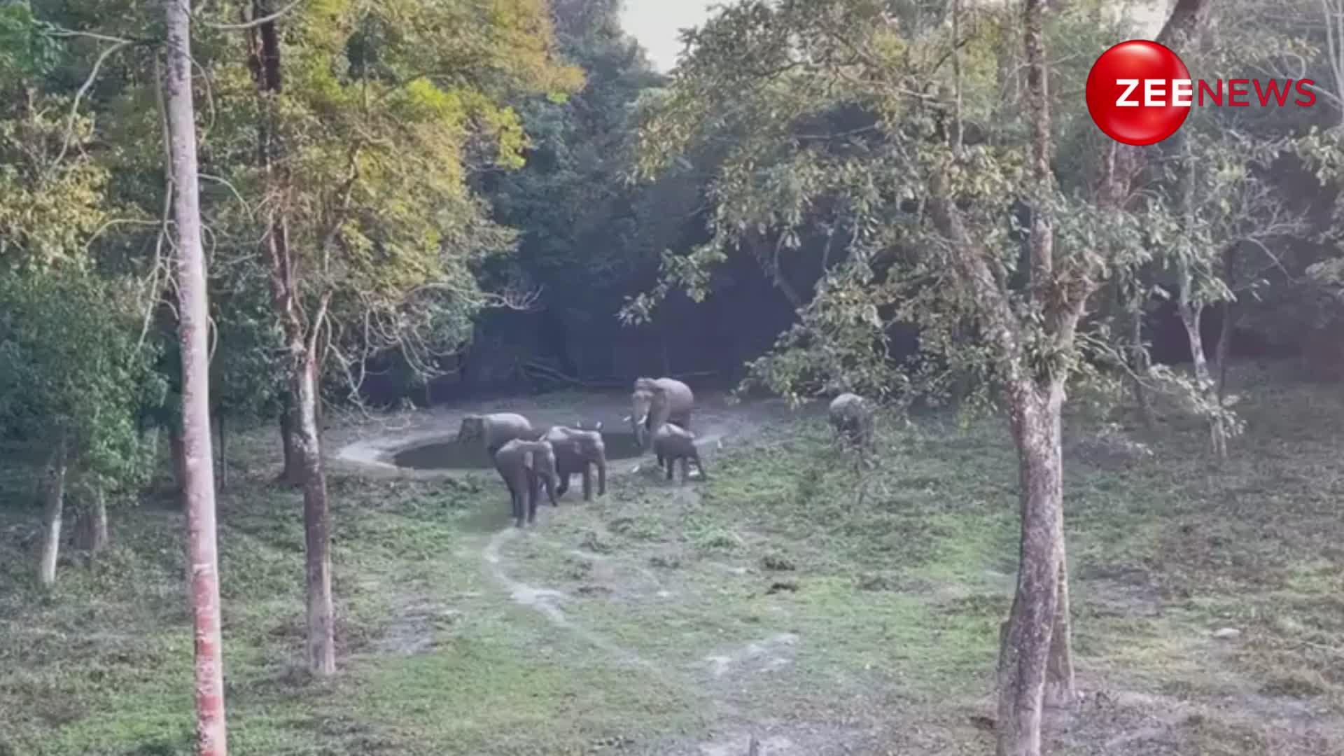 जंगल में पहली बार एक साथ नजर आया गजराज का पूरा परिवार, देखें ये वीडियो