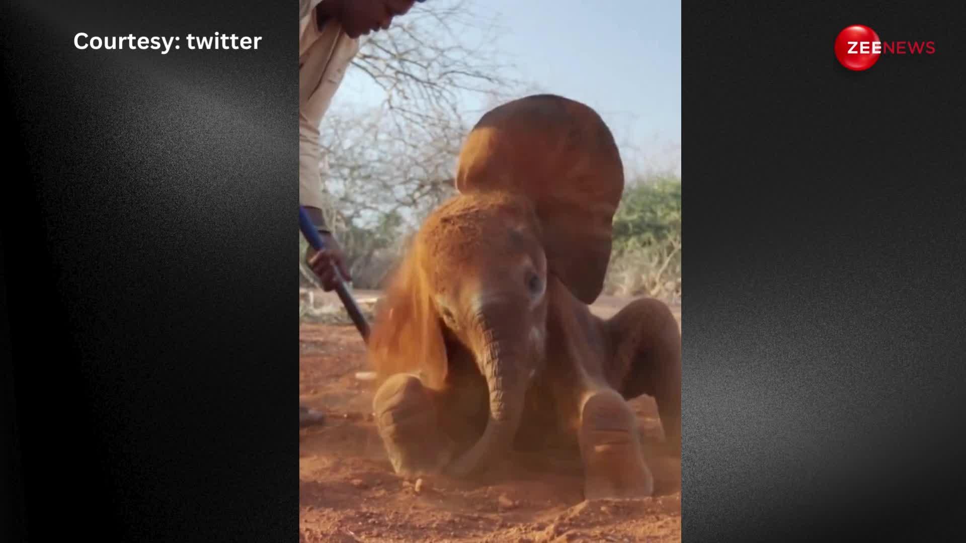 जू में केयरटेकर के साथ मस्ती करते हुए नन्हे हाथी का वीडियो हुआ वायरल, क्यूटनेस पर फिदा हुए लोग