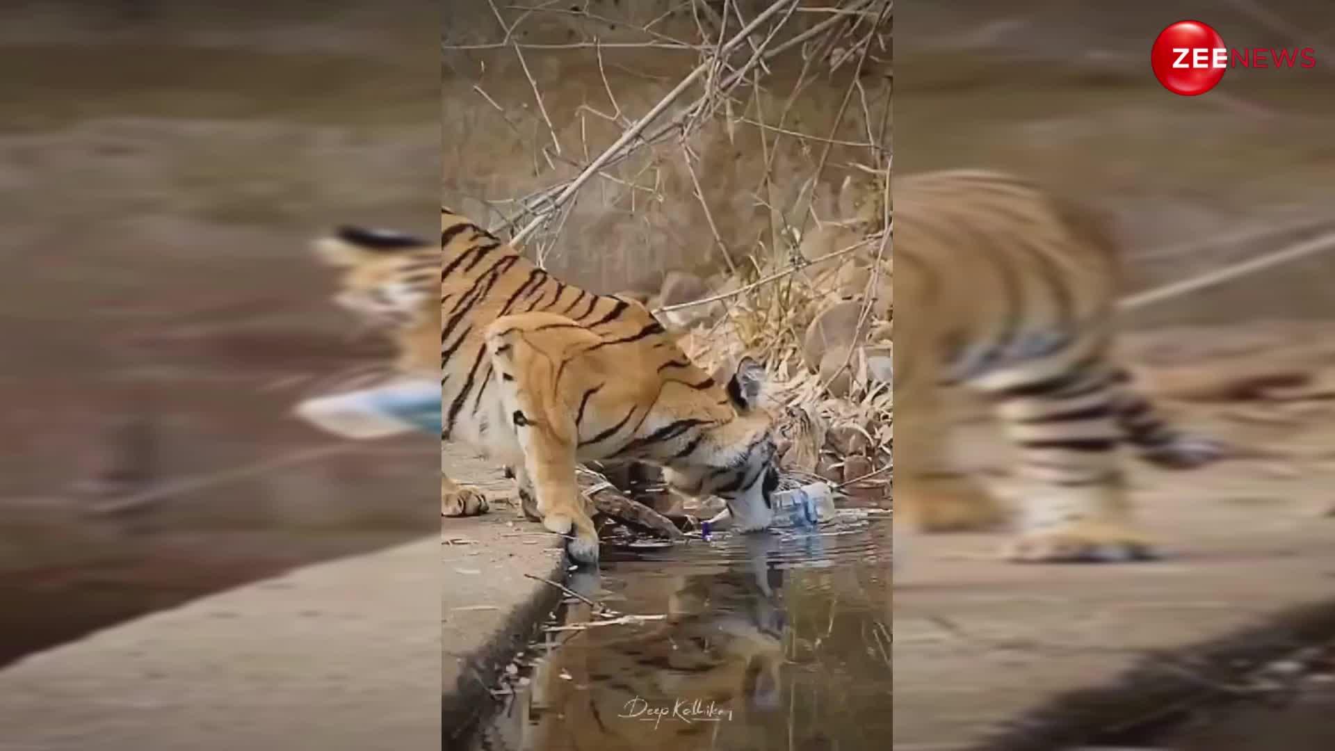 तालाब में से प्लास्टिक की बोतल उठाता नजर आया टाइगर, तारीफ करते नहीं थके लोग